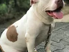 American Bully