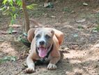American Bully Dog