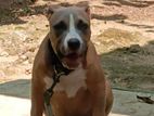 American Bully Dog