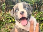 American Bully Puppy