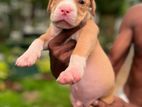 American Bully Puppies