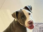 American Bully Puppy
