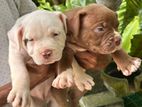 American Bully