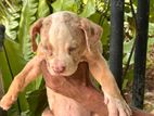 American bully