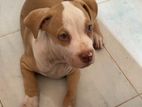 American Bully puppy