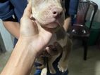 American Bully Puppies