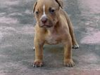 American Bully