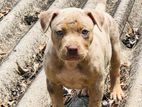 American Bully Puppies