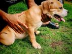 American Bully