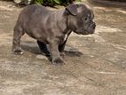 American Bully Puppy