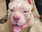 American Bully