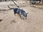American Bully