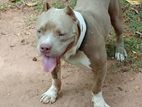 American Bully