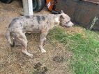 American Bully Puppy