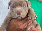 American Bully Puppy