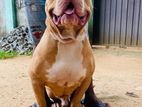 American Bully Dog