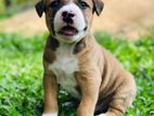 American Bully Puppy