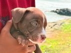 American Bully Male Puppy