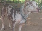 American Bully