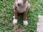 American Bully Puppy