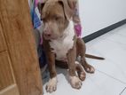 American Bully