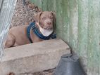 American Bully