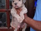 American Bully Puppies