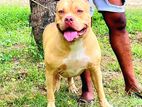 American Bully Dog