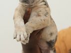 American Bully Puppy