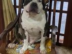 American Bully