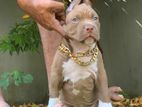 American Bully