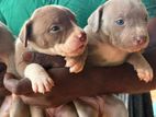 American Bully Puppies
