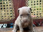American Bully