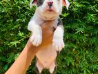 American Bully Puppies