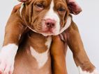 American Bully Xl Puppies