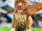 American bully