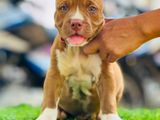 American Bully XL Puppies