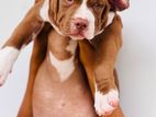 American bully