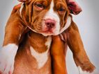 American Bully