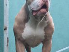 American Bully for Crossing
