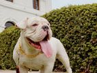American Bully For Stud
