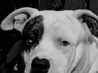 American Bully for Stud