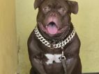 American Bully for Stud