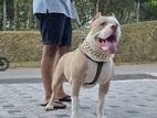 American Bully For Stud Service