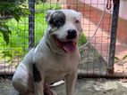 American Bully for Crossing