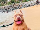 American Bully for Stud Service