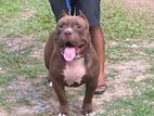 American Bully for Stud
