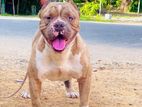American Bully Male for Stud