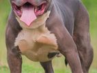 American Bully for Stud