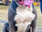 American Bully for Stud